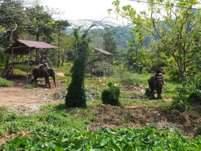 Elefantenritt für Touristen.
